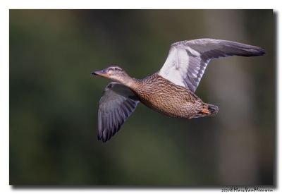 Wilde Eend - Mallard