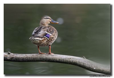 Wilde Eend - Mallard