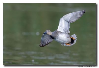 Krakeend - Gadwall