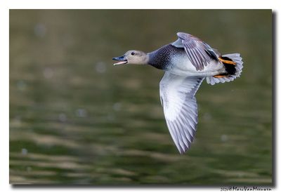 Krakeend - Gadwall