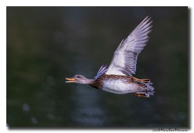 Krakeend - Gadwall