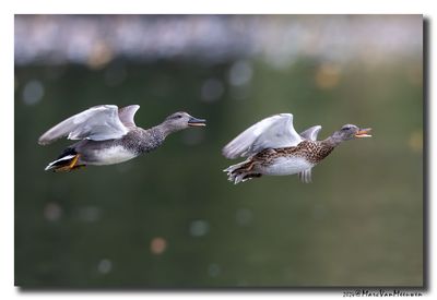 Krakeend - Gadwall