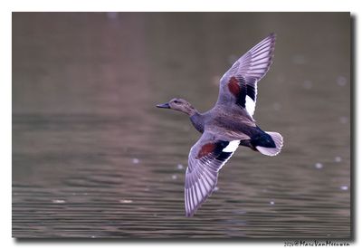 Krakeend - Gadwall