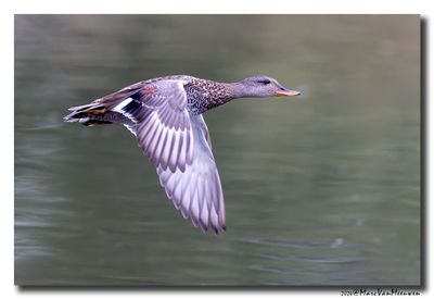 Krakeend - Gadwall