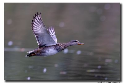 Krakeend - Gadwall