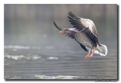 Grauwe Gans - Greylag Goose