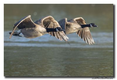 Grote Canadese Gans - Canada Goose