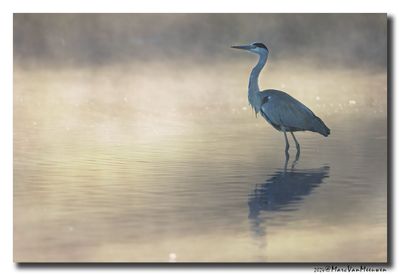 Blauwe Reiger - Grey Heron