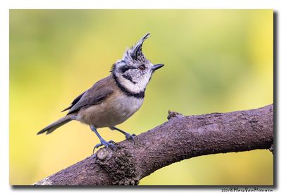 Kuifmees - Crested Tit
