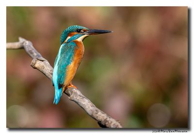 Ijsvogel - Kingfisher