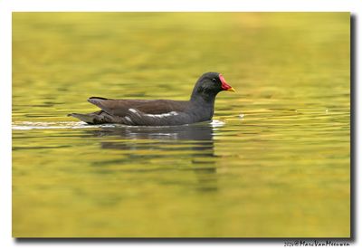 Waterhoen - Moorhen