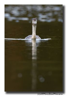Fuut - Great Crested Grebe