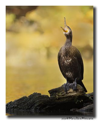 Aalscholver - Great Cormorant