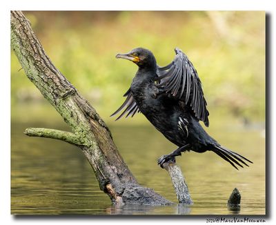 Aalscholver - Great Cormorant