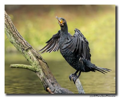 Aalscholver - Great Cormorant