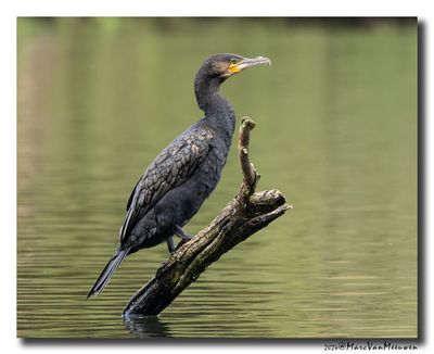 Aalscholver - Great Cormorant