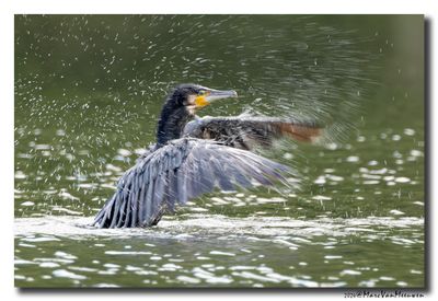 Aalscholver - Great Cormorant