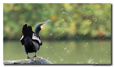 Aalscholver - Great Cormorant