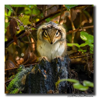 Siberische grondeekhoorn - Siberian Chipmunk