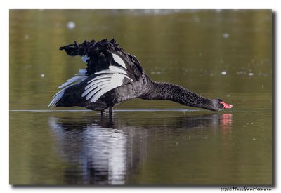 Zwarte Zwaan - Black Swan