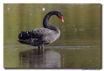 Zwarte Zwaan - Black Swan