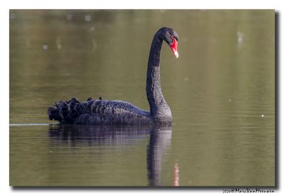 Zwarte Zwaan - Black Swan