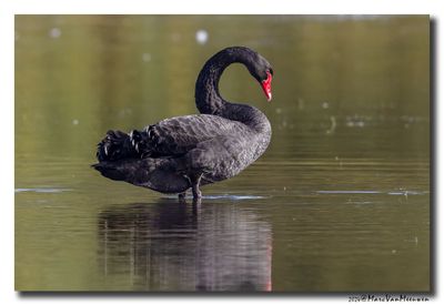 Zwarte Zwaan - black swan