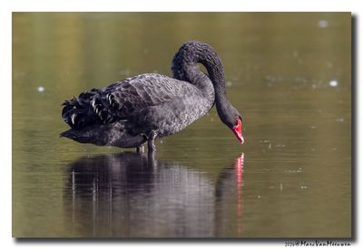 Zwarte Zwaan - Black Swan