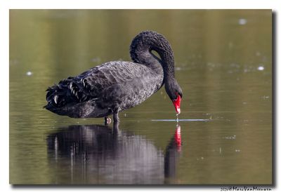 Zwarte Zwaan - Black Swan