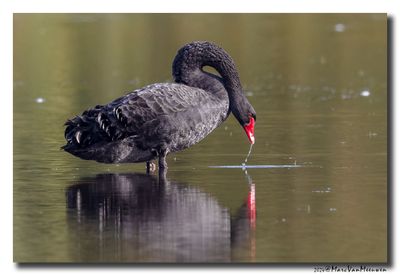 Zwarte Zwaan - Black Swan