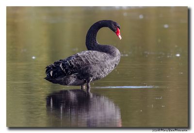Zwarte Zwaan - Black Swan
