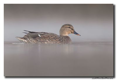 Wilde Eend - Mallard