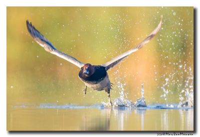 Tafeleend - Pochard
