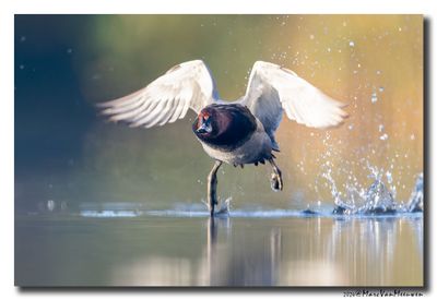 Tafeleend - Pochard