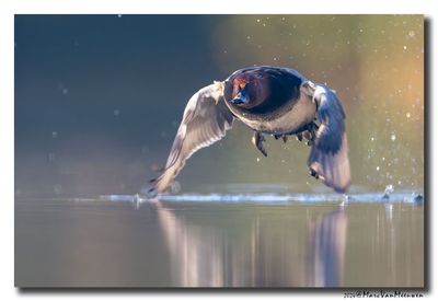 Tafeleend - Pochard
