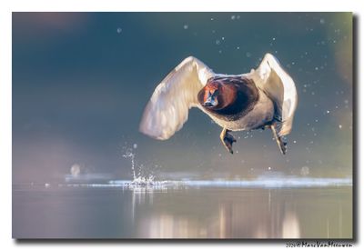 Tafeleend - Pochard