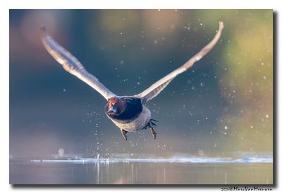 Tafeleend - Pochard