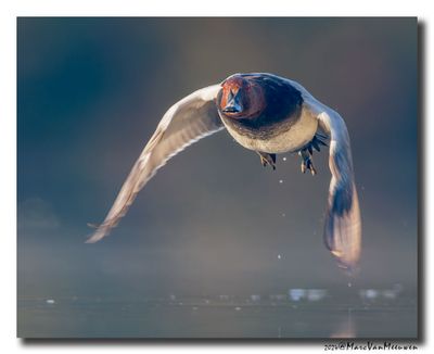 Tafeleend - Pochard