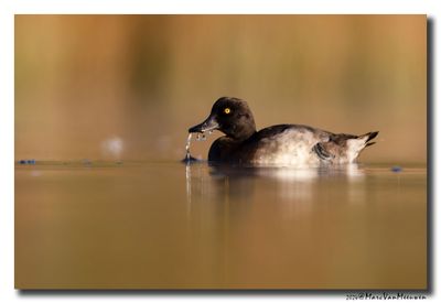 Kuifeend - Tufted Duck