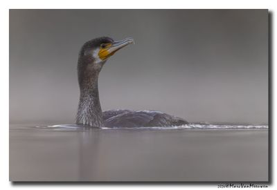 Aalscholver - Great Cormorant