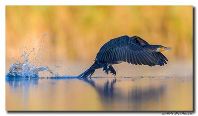 Aalscholver - Great Cormorant