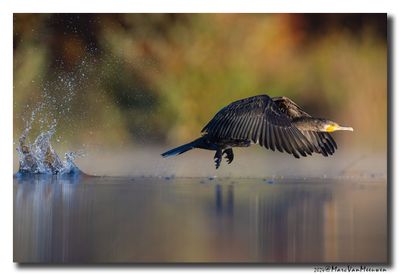 Aalscholver - Great Cormorant