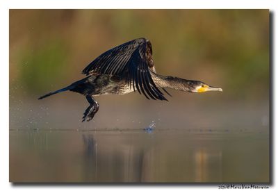 Aalscholver - Great Cormorant