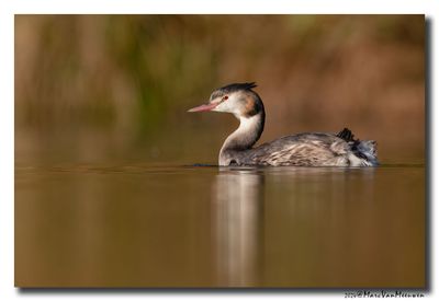 Fuut - Great Crested Grebe