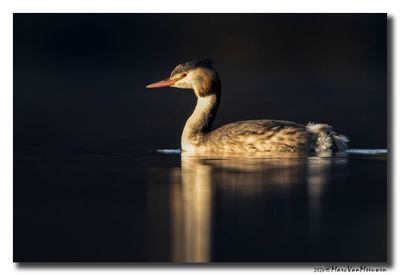 Fuut - Great Crested Grebe