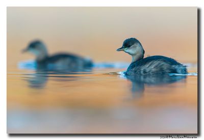 Dodaars - Little Grebe