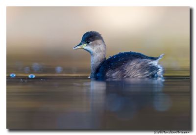 Dodaars - Little Grebe