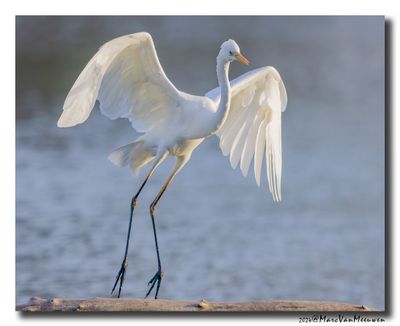 20241016-Grote-Zilverreiger_16102024_Retie__A0A7737-CR3.jpg