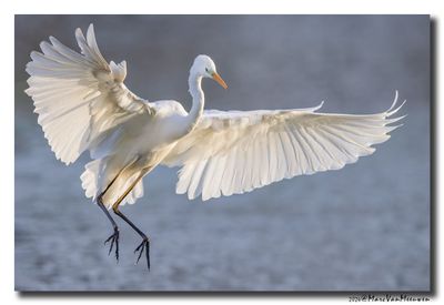 Grote Zilverreiger - Great Egret
