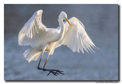Grote Zilverreiger - Great Egret